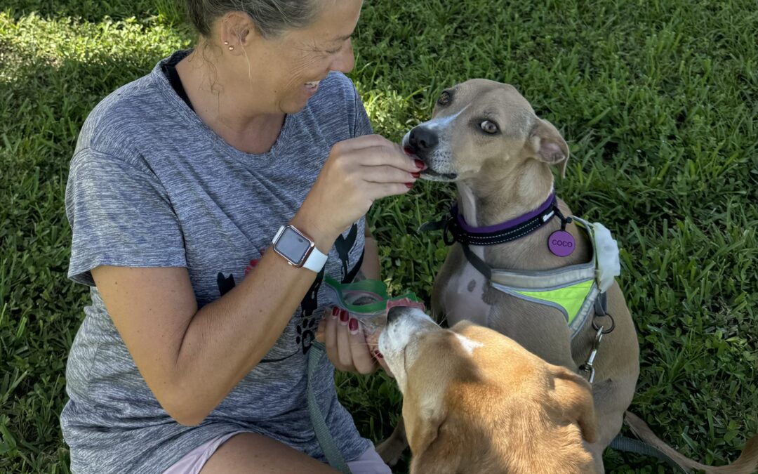 Hot Dog Hands: A Fun Way to Build Trust with Your Fearful Dog